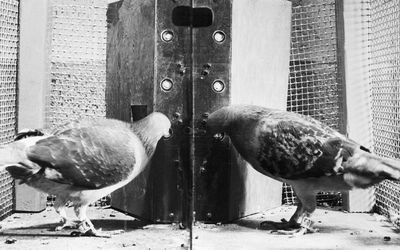 Pigeons in a Skinner box