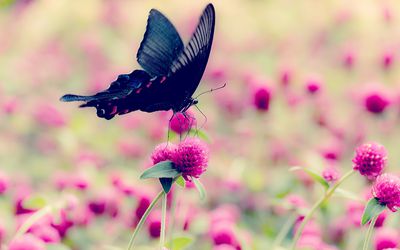 Close-Up Of Butterfly On Pink Flowers Blooming Outdoors