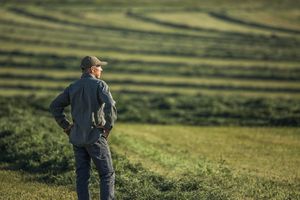 farmer standing in field checking crop