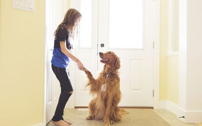 woman shaking the paw of a golden retriever