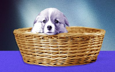 New puppy in a basket
