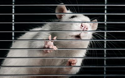 An image of a white rat