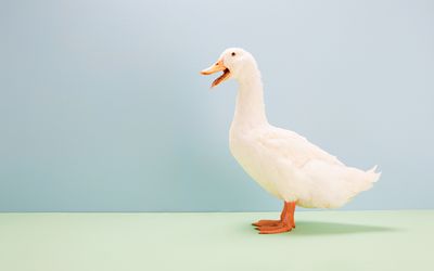 A picture of a duck