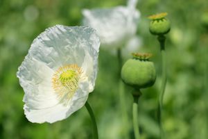 Poppy pods and poppy flower