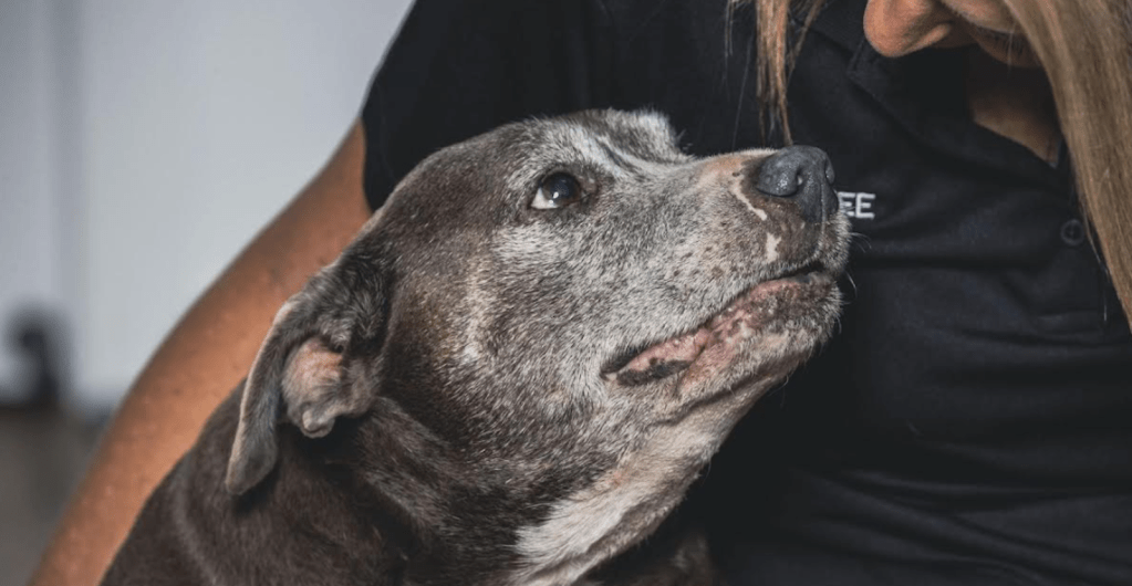 An old dog looking at its owner