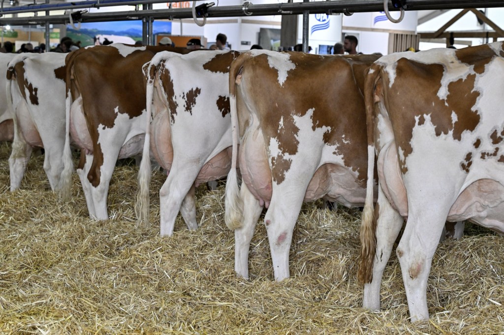 dairy cows butts