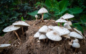 11 Hospitalized After Entire Amish Family Accidentally Eats Toxic Mushrooms