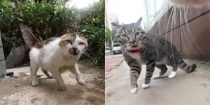 maxwell fighting cat tiktok