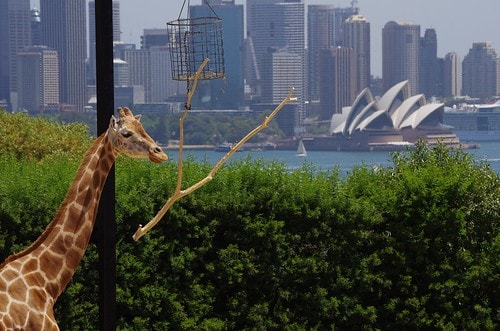 Taronga zoo, Sydney, Australia. Melbourne to Sydney Flights - things to do. 