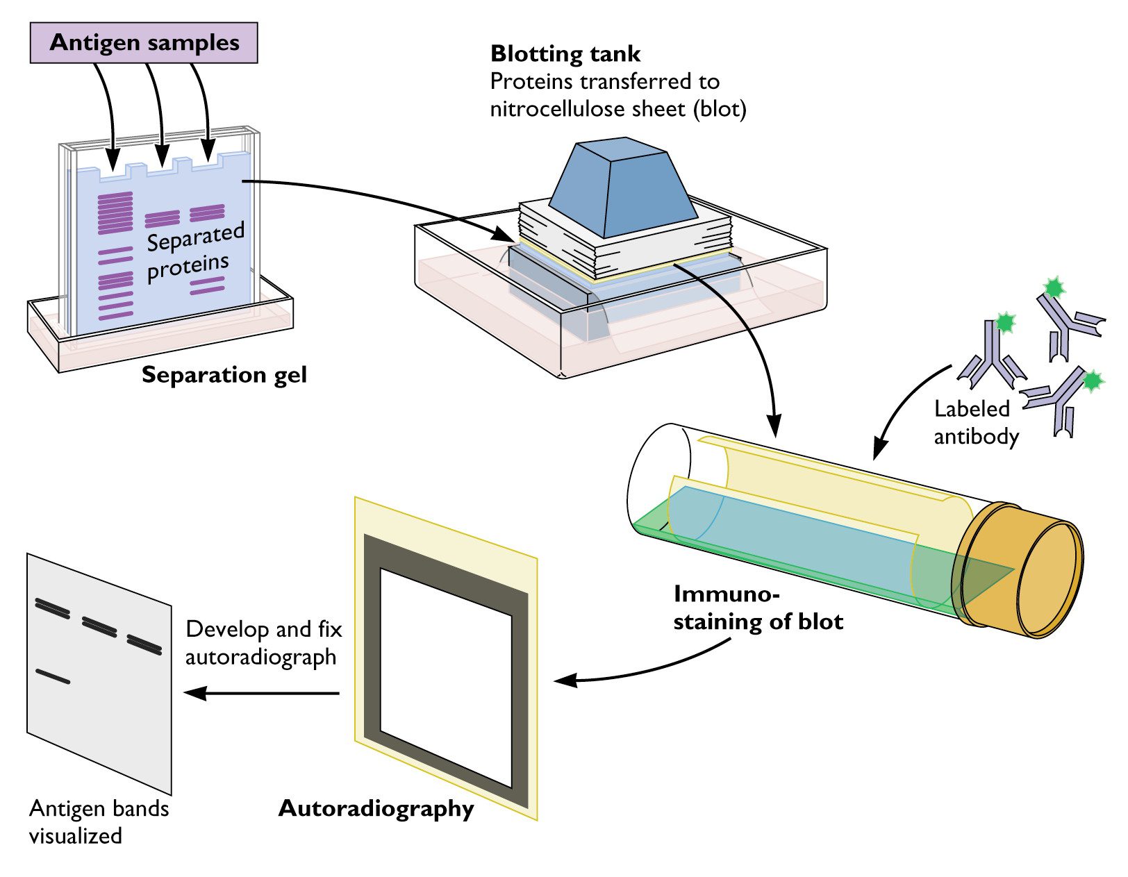 Virology toolbox: the western blot