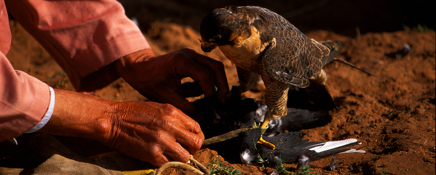 falconniers in el Jadida a cultural heritage tourism in morocco