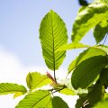 Mugenn Kratom – A Legal Alternative To Medical Marijuana?