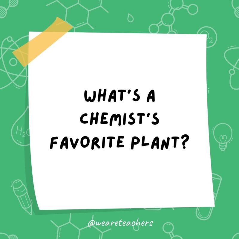 What’s a chemist’s favorite plant?