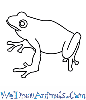 How to Draw a Frog in 7 Easy Steps