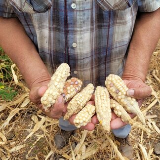 Reynel Espinal, a subsistence farmer, stands on his "milpa" (maize field) severely affected by the drought. Photo: WFP/Hetze Tosta