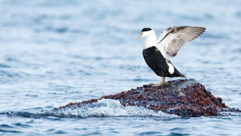 Common Eider