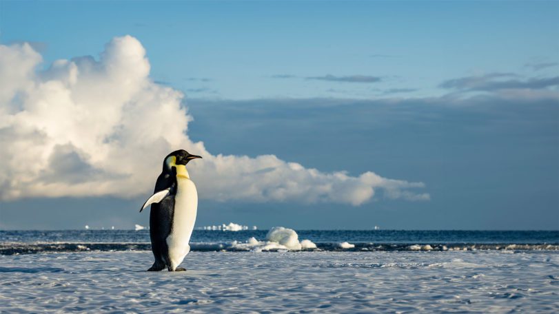 emperor penguins