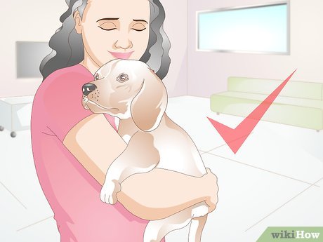 Step 1 Take your dog home.