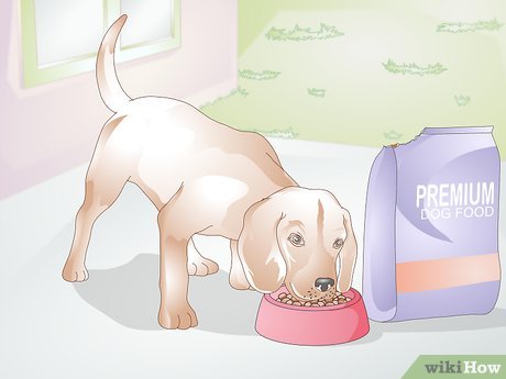 Step 2 Make sure your dog is healthy enough for surgery.