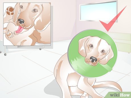 Step 4 Keep your dog from excessively licking the incision site.