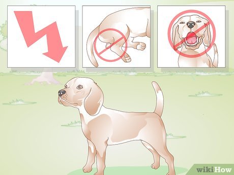 Step 1 Understand why it is important to neuter your dog.