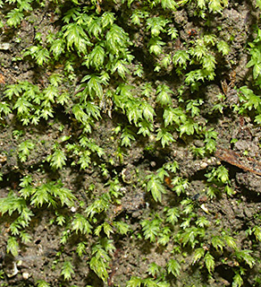 Short-leaved Pocket-moss 