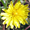 Taraxacum cyprium