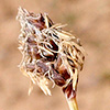 Carex pachystylis