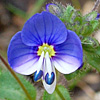 Veronica syriaca