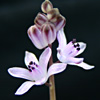 Scilla autumnalis