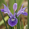 Iris vartanii