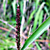 Sorghum halepense