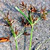 Cyperus rotundus