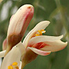 Moringa  oleifera