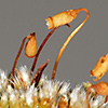 Bryum  argenteum