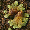 Riccia  crystallina