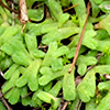 Riccia  subbifurca