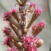 Casuarina  cunninghamiana