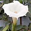 Datura innoxia