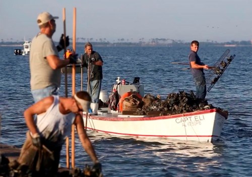 FILE - Oyster fishermen tong the waters of the Biloxi Bay at Shearwater Reef off the coast of Ocean Springs, Miss., Tuesday, Nov. 1, 2016. (John Fitzhugh/The Sun Herald via AP, File)