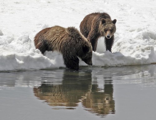 This photo provided by Grand Teton National Park shows Grizzly bear No. 399 and her cub in 2008. (G. Pollock/National Park Service via AP)