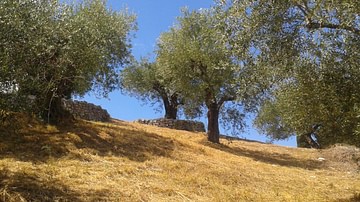 The Olive in the Ancient Mediterranean