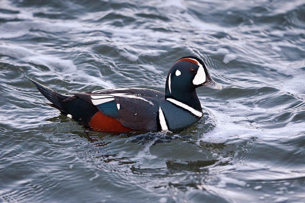 The Painted Ducks of Barnegat | WP3 Photography