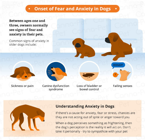 Anxiety in Dogs | ZimmVet | ZimmVet