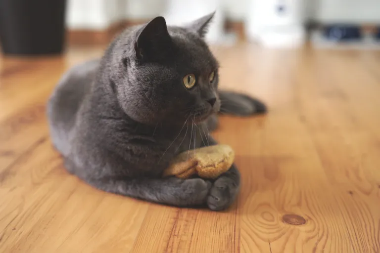 Pisică british shorthair gri cu o pernuță cu valeriana intre lăbuțe