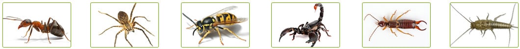 Types of Pests