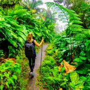 Woman hiking through giant elephant ear plants on Saba Island thumbnail