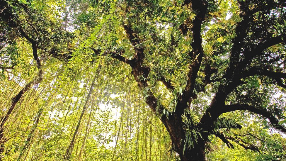 Some mango trees planted centuries ago are still producing fruit (Credit: Alamy)