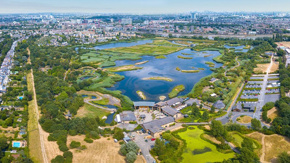 Created in 2000, the London Wetland Centre spans more than 100 acres of lakes, meadows, ponds and marshland (Credit: Wildfowl and Wetland Trust)