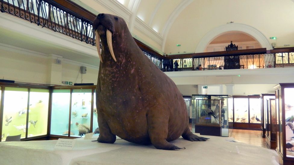 The Horniman Walrus is the Horniman Museum's most famous resident and can be seen perched on top of a model iceberg (Credit: Shafik Meghji)